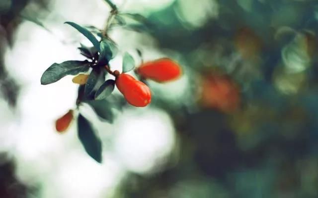 今日立夏 | 春盡夏來(lái)，萬(wàn)物生長(cháng)