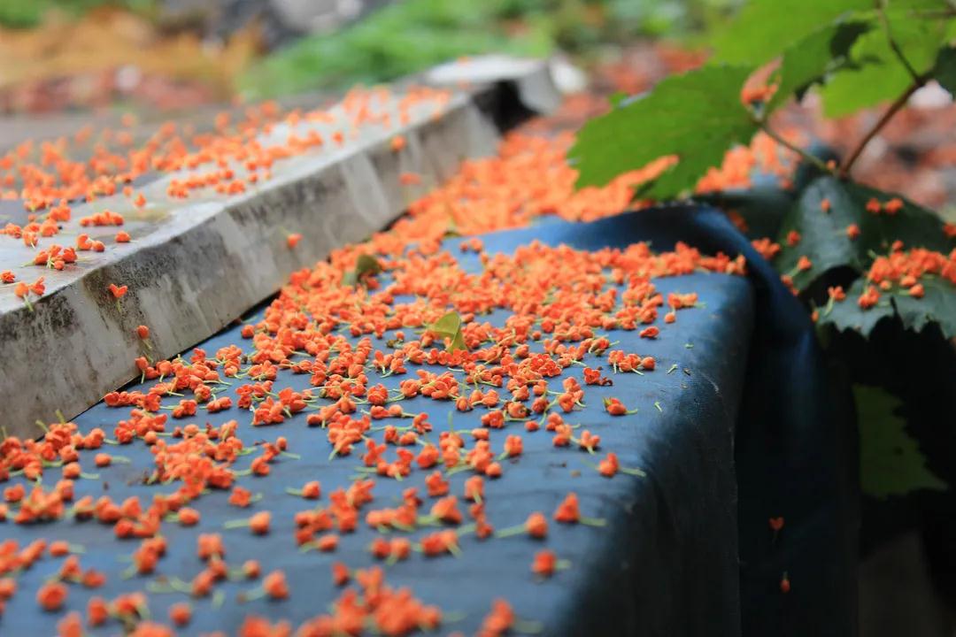 尋找秋日里的小美好！