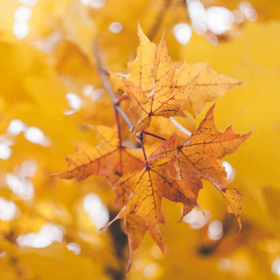 歲華已過(guò)半，  又到立秋時(shí) 